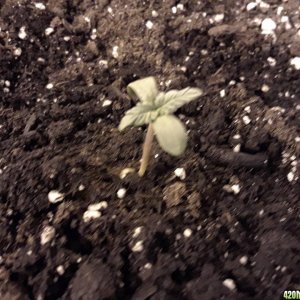 Black berry kush  seedlings nov 22 2017