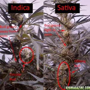 Plant indica vs sativa