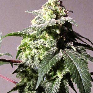 Strain Differences White Widow