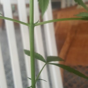 1st plant.... help