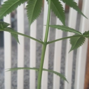 1st plant.... help