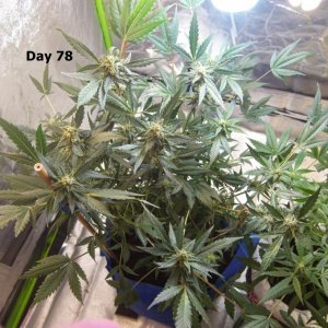 Biggest plant Day 36 of flower