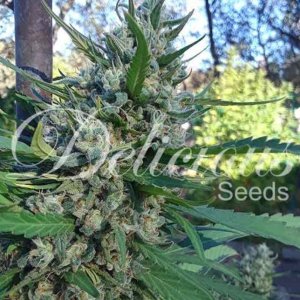 Cannapot cannabisseeds - female weedseeds and more dopeseeds