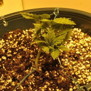 First Grow Coco Blue Mystic lil Special Top 4