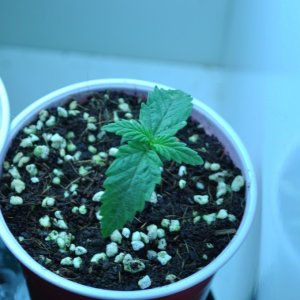 First Grow Coco Blue Mystic 4