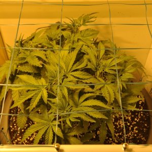 First Grow Coco Blue Mystic 7