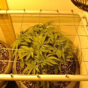 First Grow Coco Blue Mystic 8