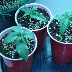 First Grow Coco Blue Mystic news