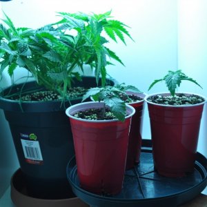 First Grow Coco Blue Mystic news 2