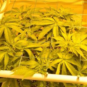 First Grow Coco Blue Mystic news 4