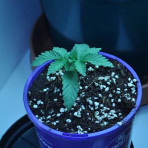 First Grow Coco Blue Mystic fem 7