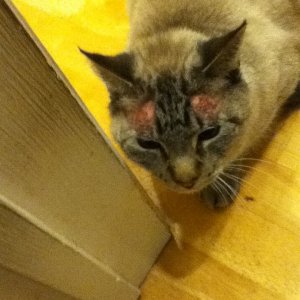 Cat treated for allergic chronic itching (before)