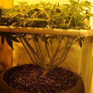 First Grow Coco Blue Mystic Let Them GO 3