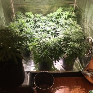 4x4 tent 12 plants transplant to 7 gallon fabric pots