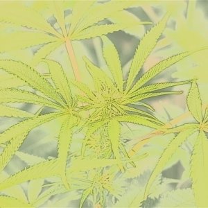 Cannabis in Watercolor
