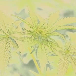 Cannabis in Watercolor