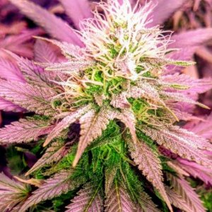 Sex Wax - Holy Smoke female cannabisseeds