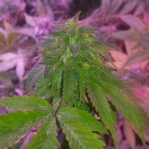 Hash plant 12 weeks at 12/12 dense heavy bud afraid of mold