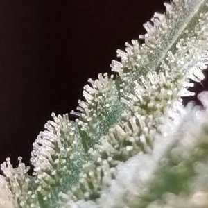 White Widow Trichomes 4 weeks (Day 39) into Flowering