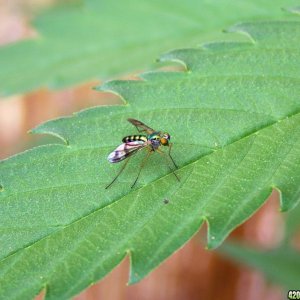 Dolichopodidae Austrosciapus connexus