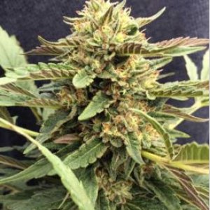 Therapy CBD Crew - medical cannabisseeds - CBD strain