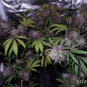 Candida CD-1 Cannabis Plant Late Flower 4