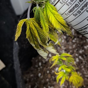 Dying clones 07/03/18