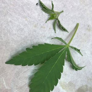 Dry Leaf Syndrome