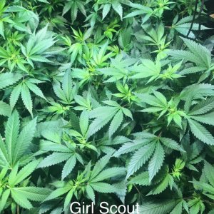 Girl Scout Cookies.peg