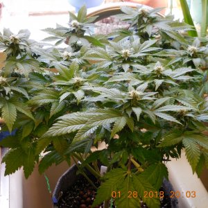 White Cookies From Seed.