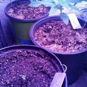 Seedlings (Devil's Tit & Labyrinth)