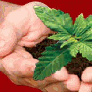 buy the best cannabis seeds online.gif