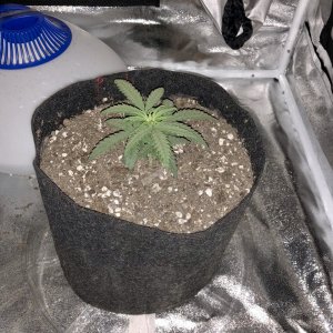 5 wk old plant