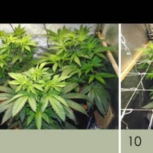 Usul's Grow 2.1 - Two weeks of flowering