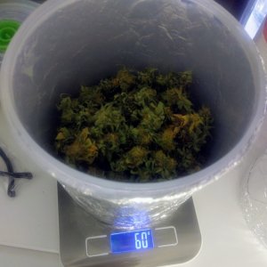 Green crack dry weight