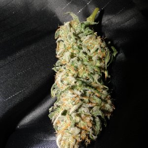 Sweet Coffee Ryder Harvest - Indica Lady 1