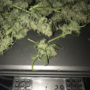 Sweet Coffee Ryder Harvest - Indica Lady 1