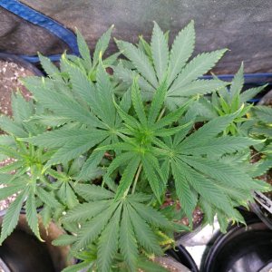 '79 Xmas Bud seed project marijuana cannabis seeds icemud