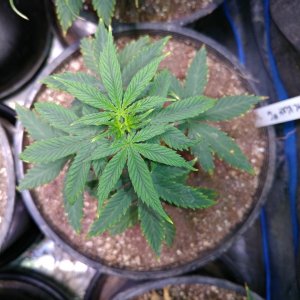 '79 Xmas Bud seed project marijuana cannabis seeds icemud