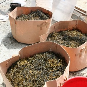 seaweed drying.jpg