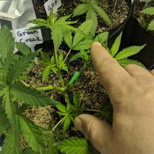 green crack may 5th litle to agressive witht he supercrop.jpg