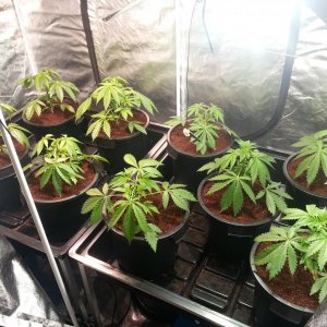 day 26 since germination, topped and transplanted yesterday.jpg