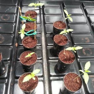 Seedlings 1.jpg