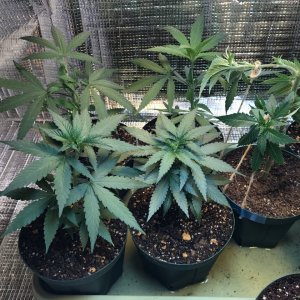 Experimental LST