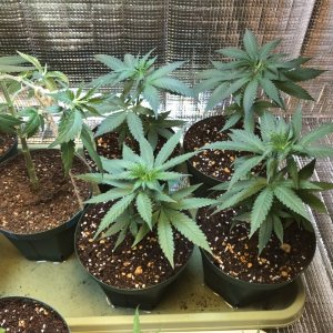 Experimental LST