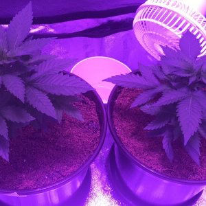Second grow WW/AH 24/7 light 3weeks
