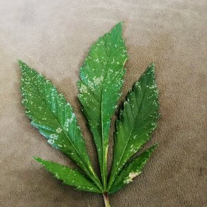 Leaf Damage 1.jpg