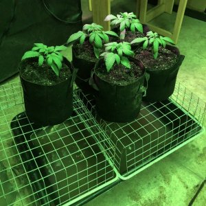 Draining the BCP in 1-gal grow bag