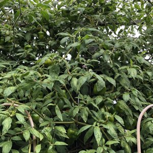 Orange Rocoto/Manzano Pepper Plant