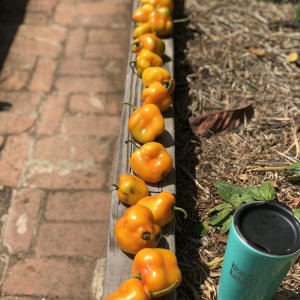 Orange Rocoto/Manzano Peppers - 2nd pick of the season